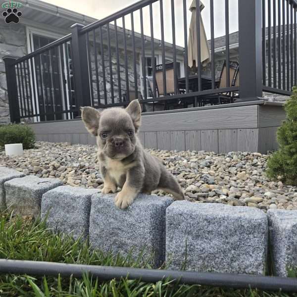 Chief, French Bulldog Puppy